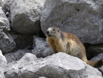 Svišť horský (Marmota marmota)