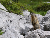 Svišť horský (Marmota marmota)