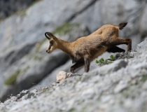 Kamzík horský alpský (Rupicapra rupicapra)