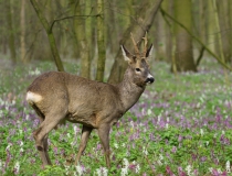 Srnec obecný (Capreolus capreolus)