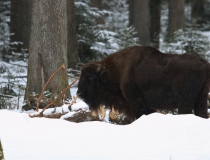 Zubr evropský (Bison bonasus)