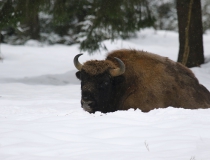 Zubr evropský (Bison bonasus)