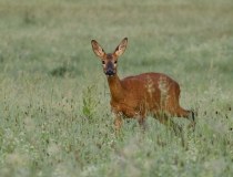 Rujná srna (Capreolus capreolus)