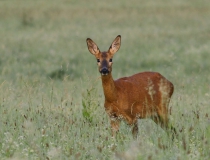 Rujná srna (Capreolus capreolus)