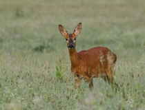 Rujná srna (Capreolus capreolus)