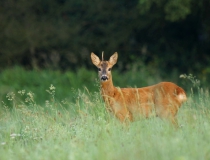 Srneček (Capreolus capreolus)