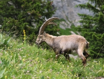 Kozorožec horský (Capra ibex)