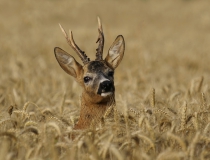 Šesterák (Capreolus capreolus)