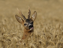 Šesterák (Capreolus capreolus)