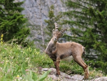 Kozorožec horský (Capra ibex)