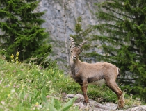 Kozorožec horský (Capra ibex)
