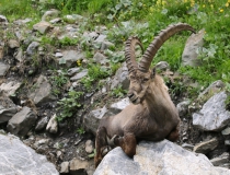 Kozorožec horský (Capra ibex)