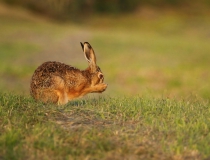 Zajíc polní (Lepus europaeus)