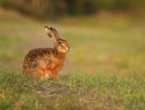 Zajíc polní (Lepus europaeus)
