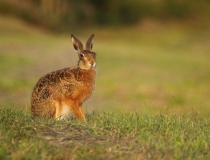 Zajíc polní (Lepus europaeus)