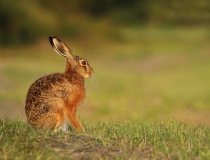 Zajíc polní (Lepus europaeus)