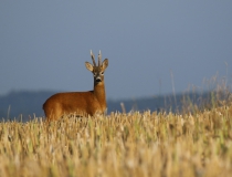 Srnec obecný (Capreolus capreolus)