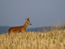 Srnec obecný (Capreolus capreolus)