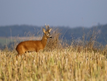 Srnec obecný (Capreolus capreolus)