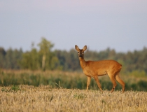 Srna (Capreolus capreolus)