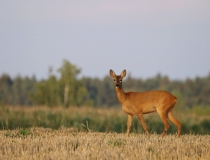 Srna (Capreolus capreolus)