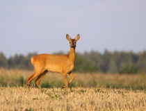 Srna (Capreolus capreolus)