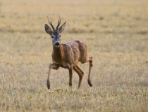 Srnec obecný (Capreolus capreolus)
