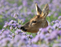 Srna ve svazence vratičolisté (Capreolus capreolus) I.