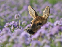 Srna ve svazence vratičolisté (Capreolus capreolus) II.