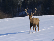 Jelen evropský (Cervus elaphus)