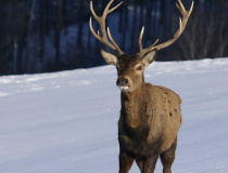 Jelen evropský (Cervus elaphus)