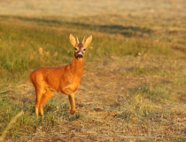 Špičák III. (Capreolus capreolus)