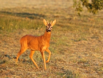 Špičák IV. (Capreolus capreolus)