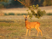 Špičák I. (Capreolus capreolus)