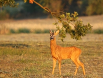 Špičák II. (Capreolus capreolus)