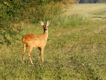 Čiplenka I. (Capreolus capreolus)
