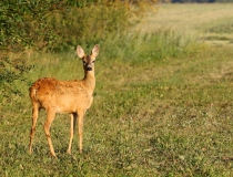 Čiplenka II. (Capreolus capreolus)