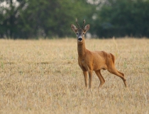 Přivábený srnec (Capreolus capreolus)