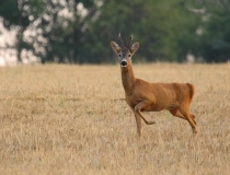 Přivábený srnec (Capreolus capreolus)