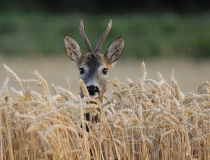 20.Mladý srnec (Capreolus capreolus)