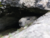200.Svišť horský (Marmota marmota)