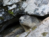 201.Svišť horský (Marmota marmota)