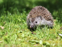 204.Ježek západní (Erinaceus europaeus)