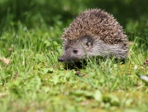 205.Ježek západní (Erinaceus europaeus)
