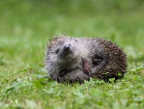 206.Ježek západní (Erinaceus europaeus)