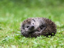 207.Ježek západní (Erinaceus europaeus)