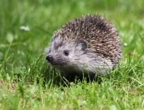 208.Ježek západní (Erinaceus europaeus)