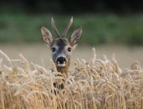 21.Mladý srnec (Capreolus capreolus)