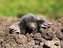 210.Krtek obecný (Talpa europea)