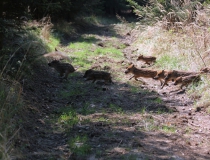 211.Selata prasete divokého (Sus scrofa)